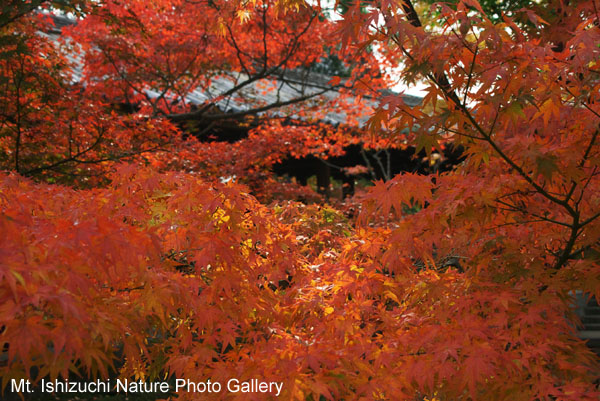 kyoto (013)